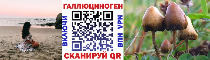 Псилоцибиновые грибы Psilocybe  Юхнов 